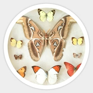 Butterflies and Moths Sticker